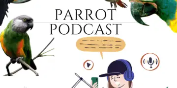 Parrot Podcast