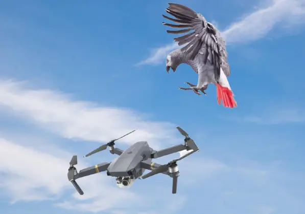 How to fly with a drone with birds