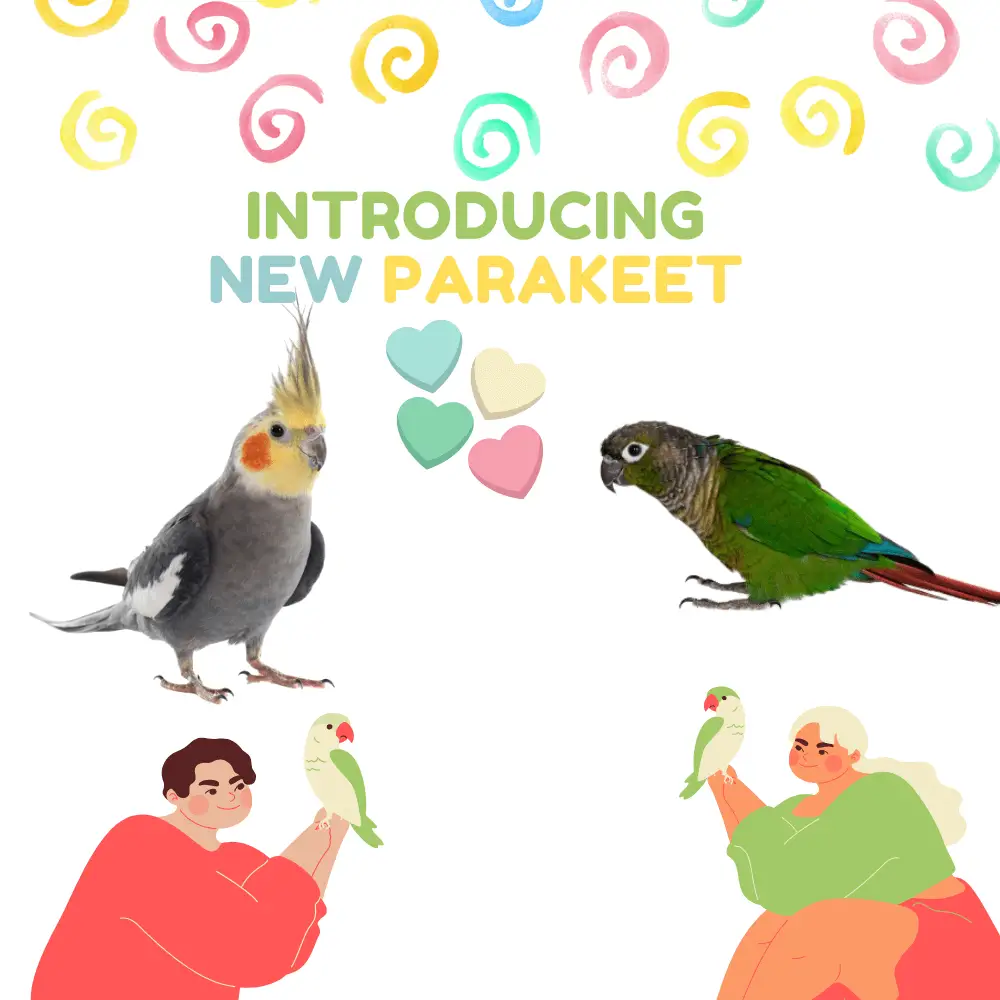 introducing new parakeet