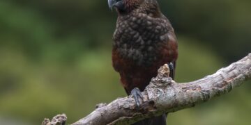 New Zealand Kaka