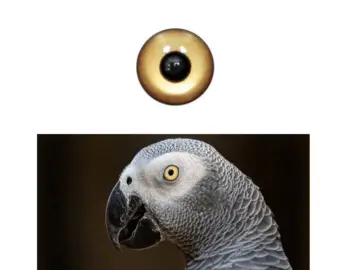 African Gray Parrot eye