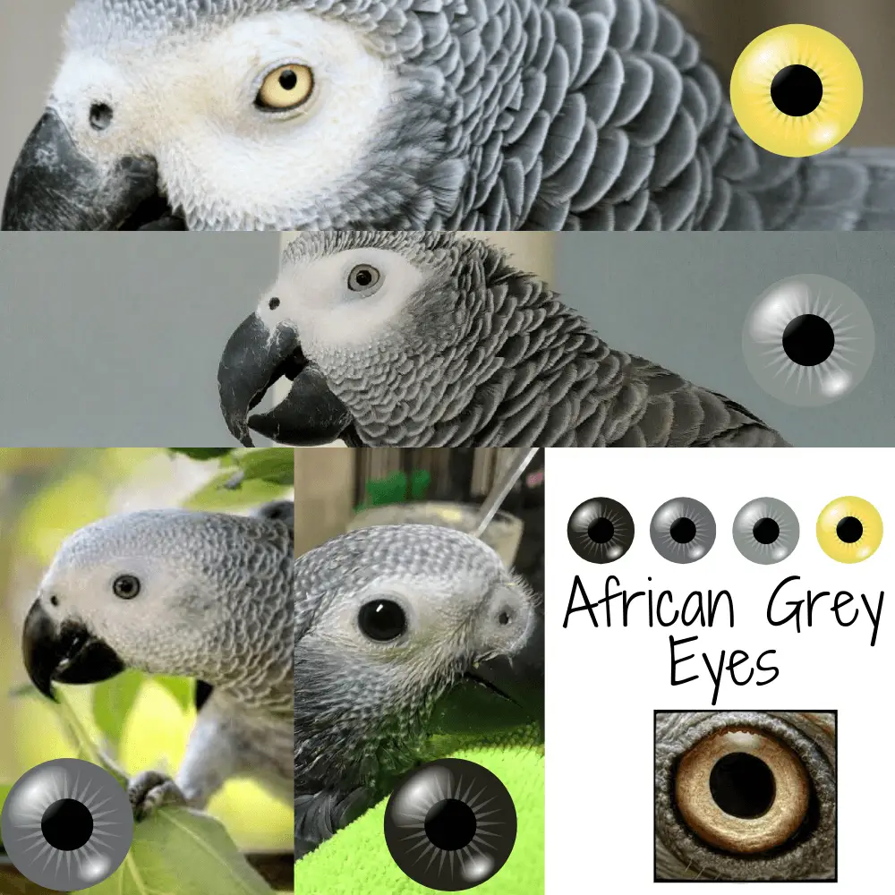 African Grey Eyes