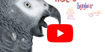 African grey parrot talking training