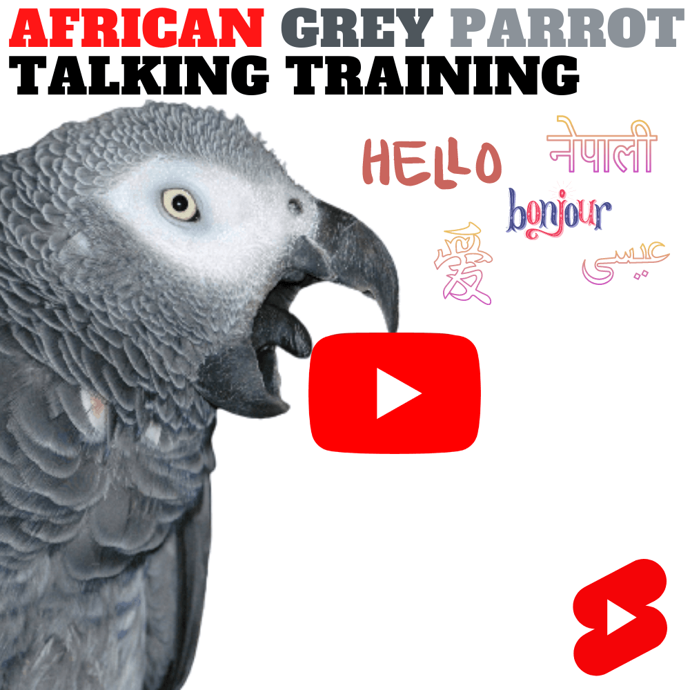 African grey parrot talking training