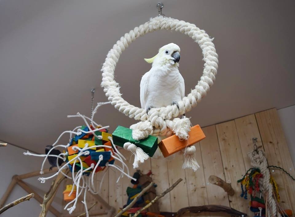 Arrangement of the interior aviary cockatoo