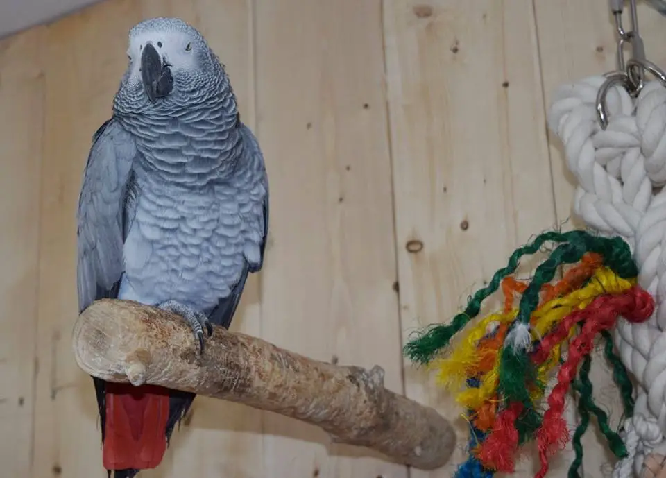 Arrangement of the interior aviary grey parrot