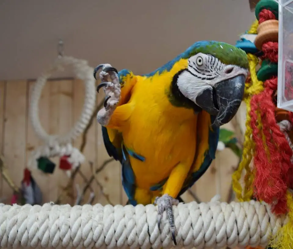 Arrangement of the interior aviary macaw parrot