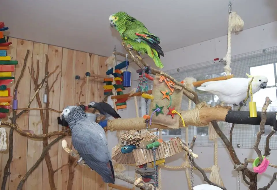Arrangement of the interior aviary of my amazon parrot