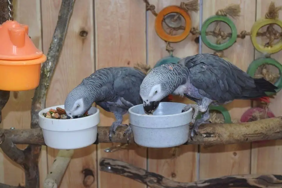 aviary of african grey parrot