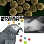 Aspergillosis in parrots