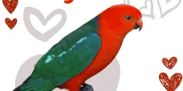 Australian King-Parrot