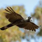 Baudins Black-Cockatoo