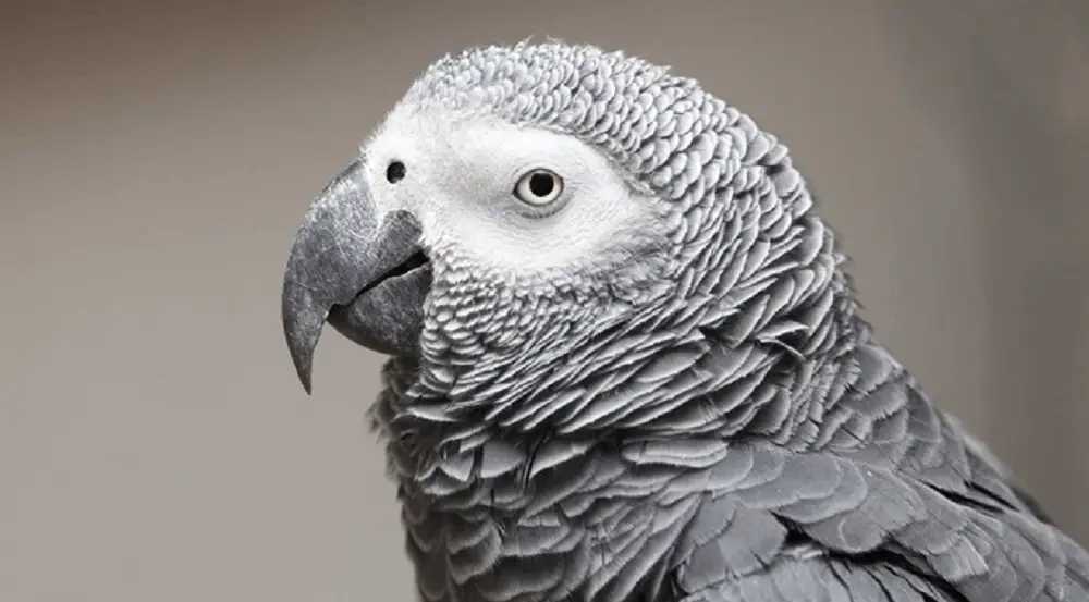 Beak parrot