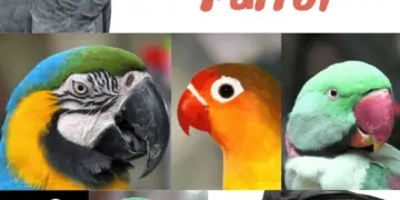 Beaks of parrot