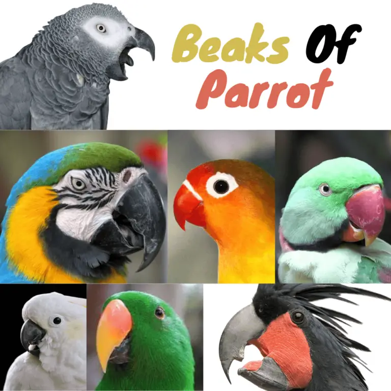 Species, race, hybrid, mutant parrot - African Grey Parrot