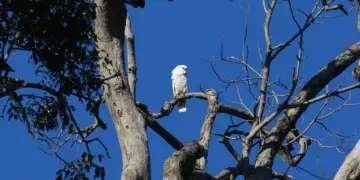 Blue-eyed Cockatoo