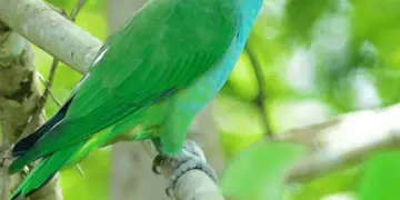 Blue-headed Racquet-tail