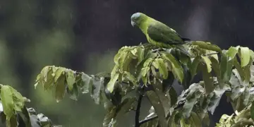 Blue-winged Racquet-tail