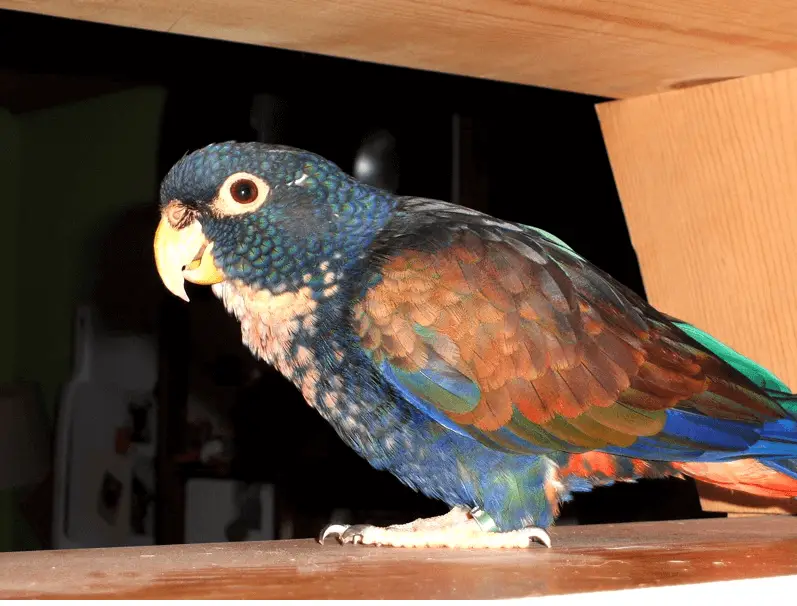 Bronze-winged parrot