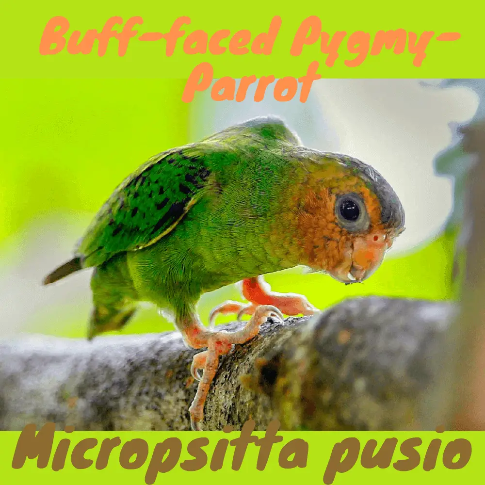 Buff-faced Pygmy-Parrot