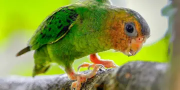 Buff-faced Pygmy-Parrot