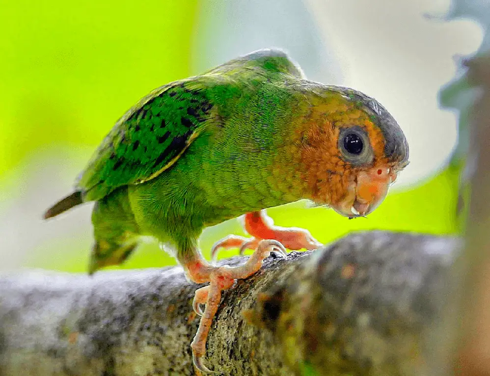 Buff-faced Pygmy-Parrot