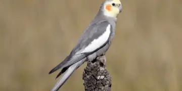 Cockatiel Nymphicus hollandicus