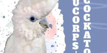 Ducorps's Cockatoo
