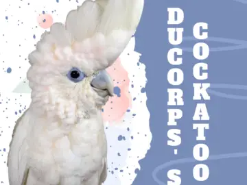 Ducorps's Cockatoo