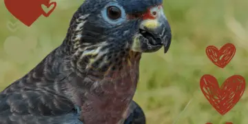 Dusky Parrot