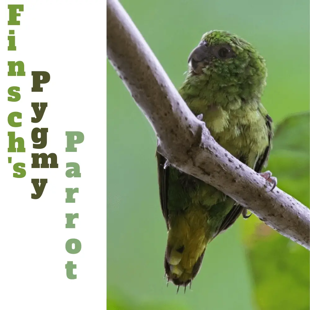 Finsch's Pygmy-Parrot