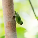 Finschs Pygmy-Parrot