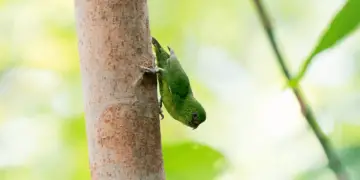 Finschs Pygmy-Parrot