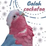 Galah cockatoo