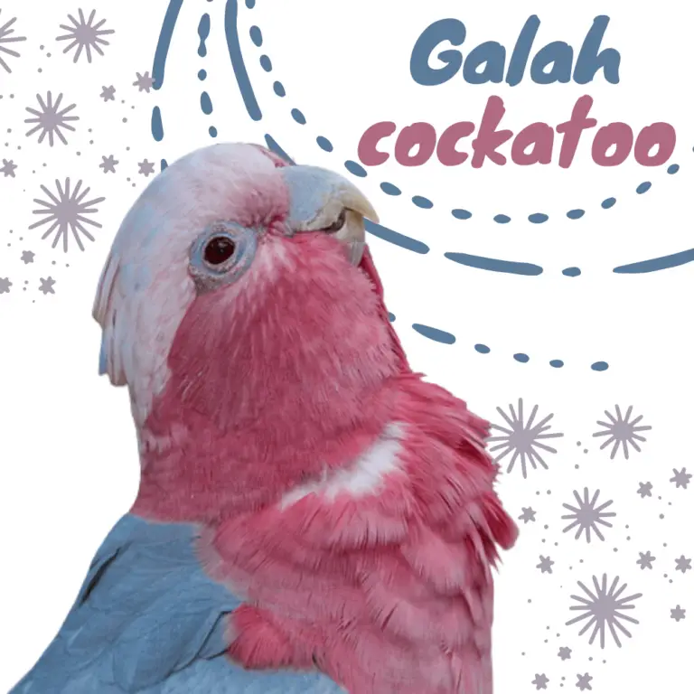 A galah cockatoo sits tight for its missing mate