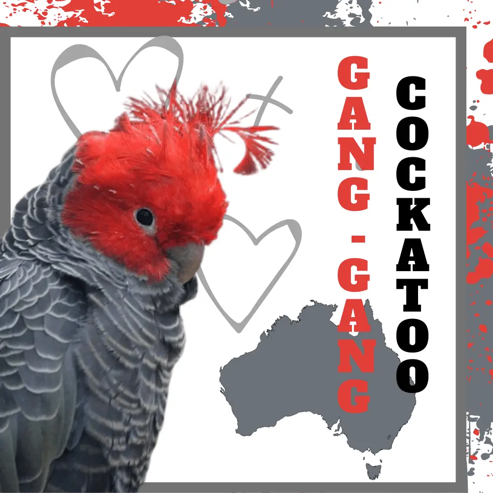 Gang-gang Cockatoo