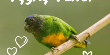 Geelvink Pygmy-Parrot