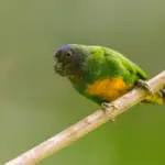 Geelvink Pygmy-Parrot