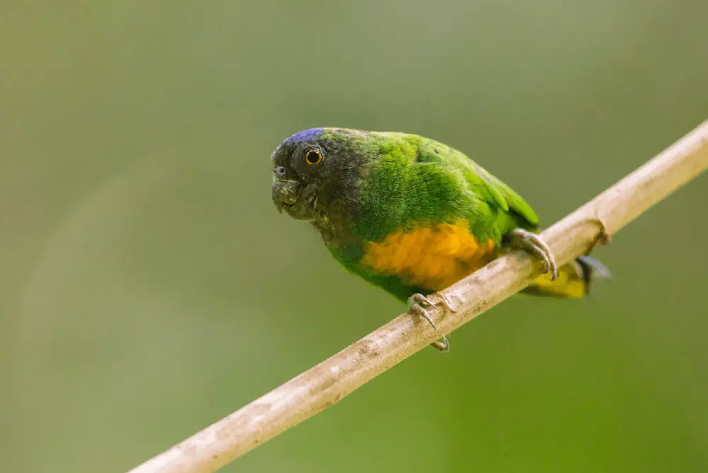 Geelvink Pygmy-Parrot