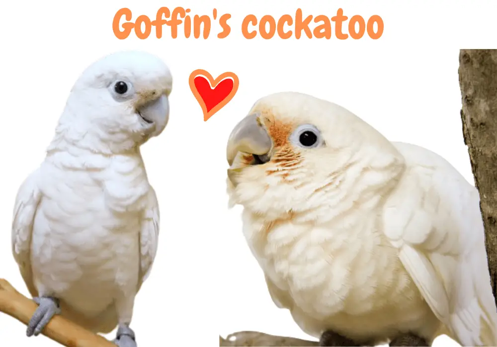 Goffin's cockatoo