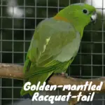 Golden-mantled Racquet-tail