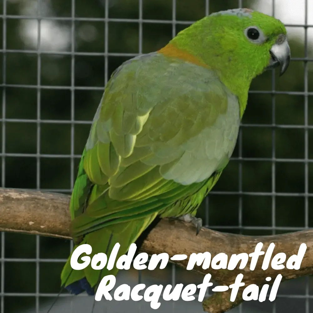 Golden-mantled Racquet-tail