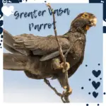 Greater Vasa Parrot