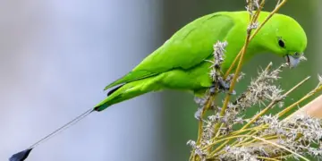 Green Racquet-tail