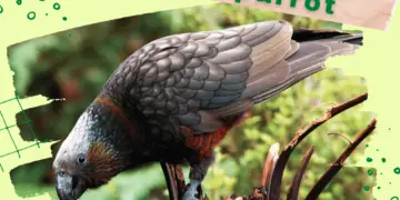 Kaka parrot