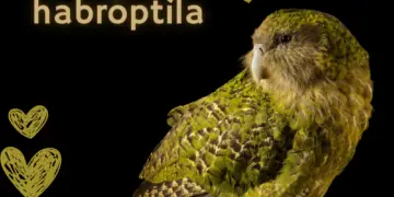 Kakapo