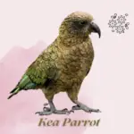 Kea Parrot