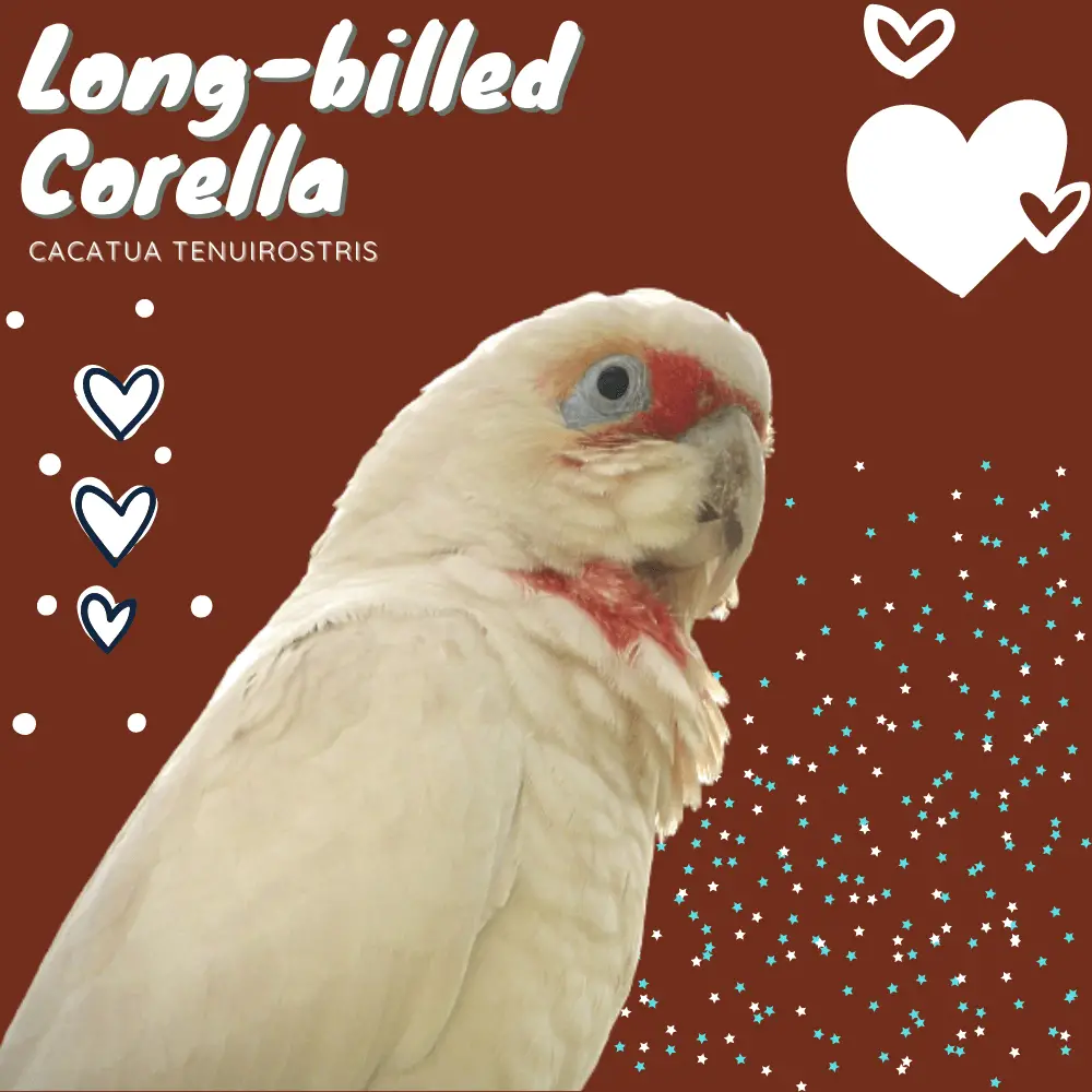 Long-billed Corella