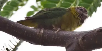 Meek's Pygmy parrot