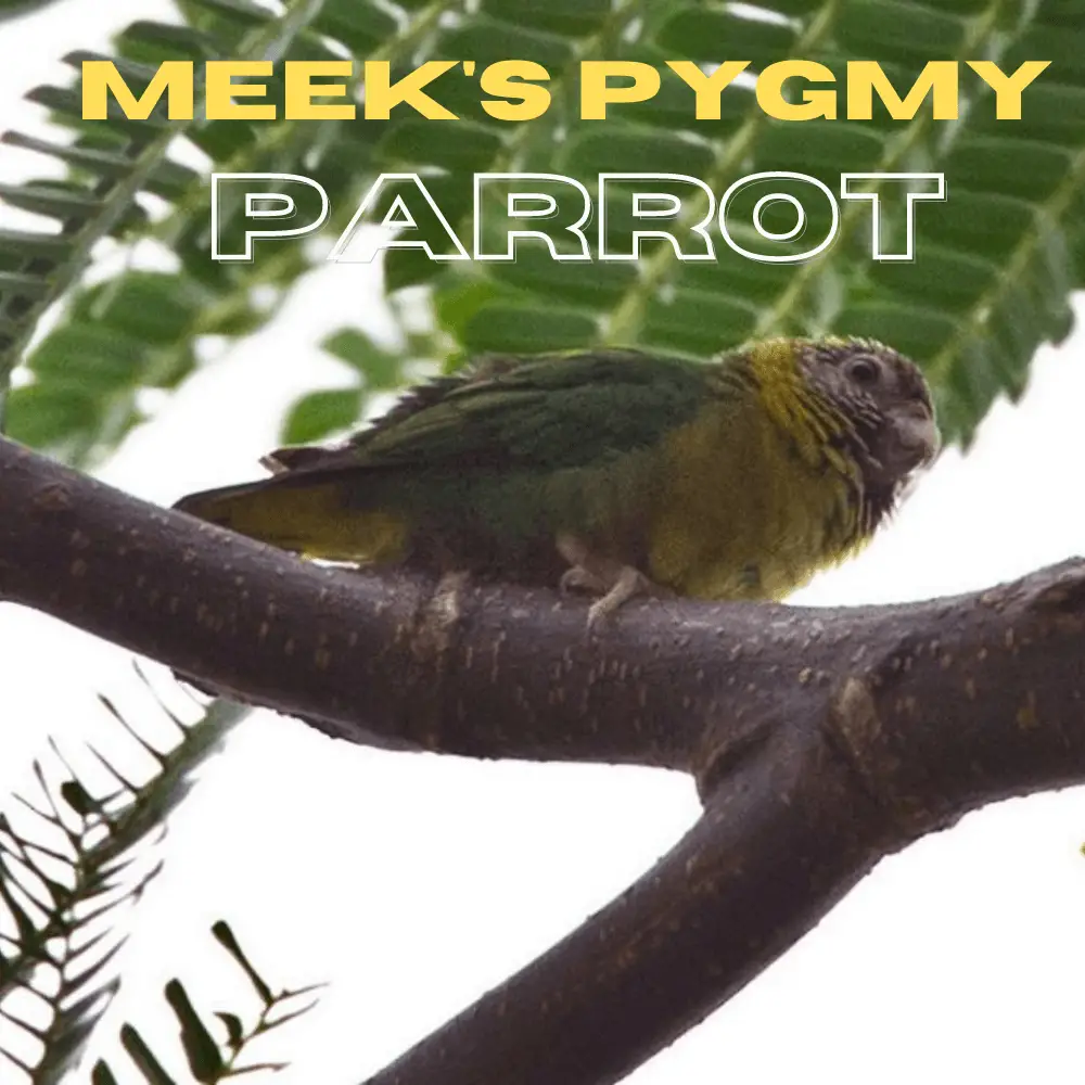 Meek's Pygmy parrot